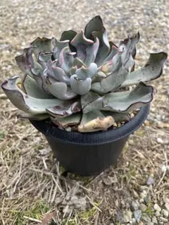 多肉植物 エケベリア 青典牡丹 オーズさん苗 札付き - メルカリ