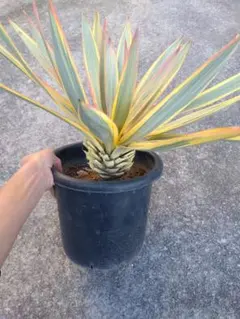 2026年最新】トランカータ 斑入りの人気アイテム - メルカリ