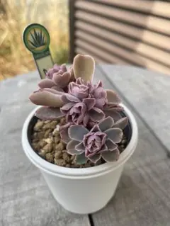 2026年最新】チャザロイの人気アイテム - メルカリ