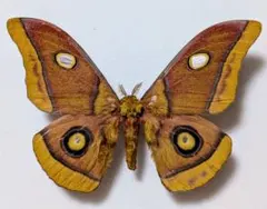 2026年最新】ヤママユ 昆虫標本の人気アイテム - メルカリ