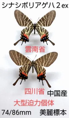 2026年最新】標本 シボリアゲハの人気アイテム - メルカリ