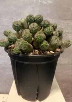 2026年最新】オベサ 木質化の人気アイテム - メルカリ