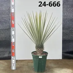 2026年最新】ユッカ リギダの人気アイテム - メルカリ