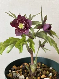 2026年最新】クリスマスローズ 雅の人気アイテム - メルカリ