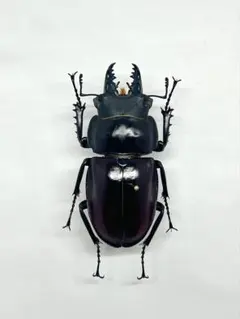 2026年最新】ヤエヤママルバネの人気アイテム - メルカリ