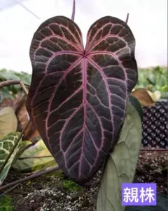 2026年最新】アンスリウム種の人気アイテム - メルカリ