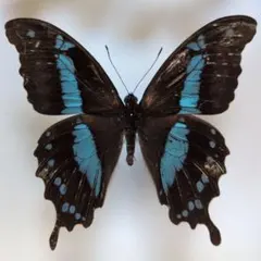 2026年最新】アゲハ蝶 標本の人気アイテム - メルカリ