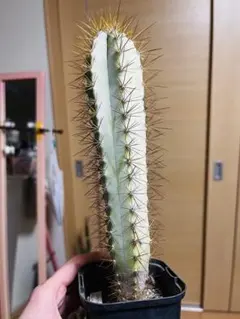 2026年最新】サボテンアズレウスの人気アイテム - メルカリ