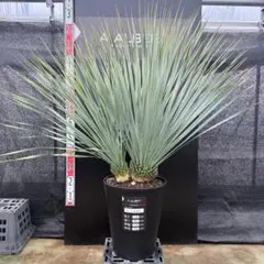 2026年最新】ロストラータ3ヘッドの人気アイテム - メルカリ