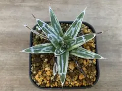 2026年最新】極氷山 アガベの人気アイテム - メルカリ