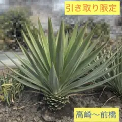 2026年最新】ユッカ グロリオサの人気アイテム - メルカリ