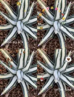 2026年最新】氷山 中斑の人気アイテム - メルカリ