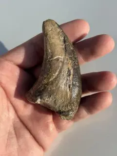 2026年最新】恐竜 爪 化石の人気アイテム - メルカリ