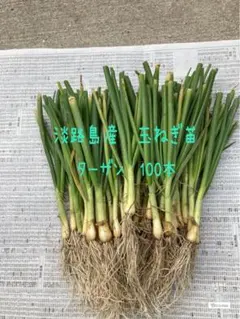2026年最新】玉ねぎ苗 ターザンの人気アイテム - メルカリ