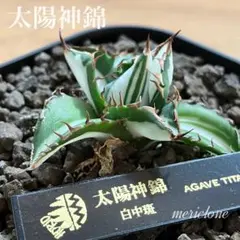 2026年最新】アガベ チタノタ 縞斑の人気アイテム - メルカリ