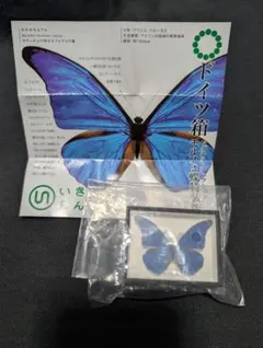 2026年最新】ドイツ箱標本の人気アイテム - メルカリ