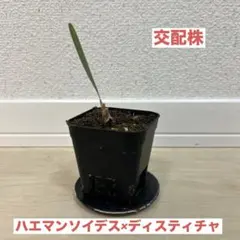 2026年最新】ブーファン 種子の人気アイテム - メルカリ