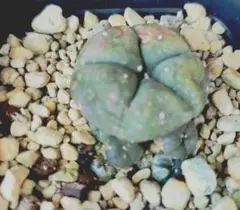 2026年最新】烏羽玉の人気アイテム - メルカリ