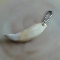 2026年最新】ヒグマ 牙の人気アイテム - メルカリ