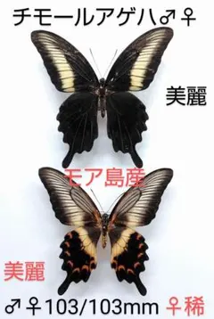 2026年最新】標本の人気アイテム - メルカリ