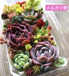 2026年最新】多肉植物 苗 韓国苗の人気アイテム - メルカリ