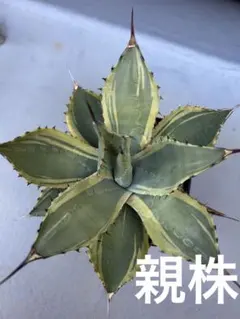 2026年最新】アガベパリーラッキーストライプの人気アイテム - メルカリ