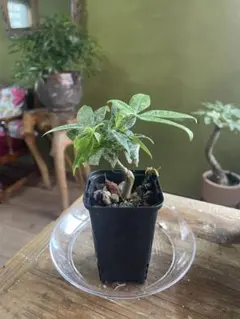 2026年最新】パキラ ミルキーウェイ 実生の人気アイテム - メルカリ