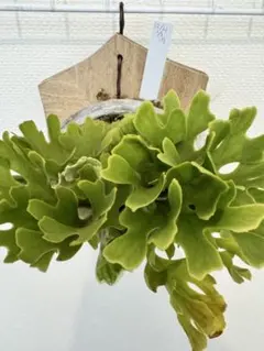 2026年最新】リドレイ ドワーフ 胞子の人気アイテム - メルカリ