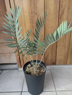 2026年最新】エンセファラルトスの人気アイテム - メルカリ