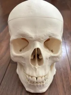 2026年最新】somso 模型の人気アイテム - メルカリ