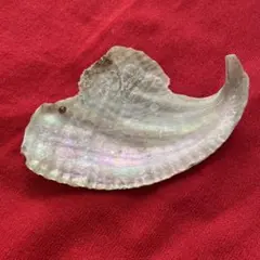 2026年最新】夜光貝 貝殻の人気アイテム - メルカリ