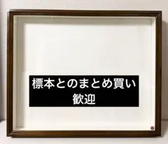 2026年最新】標本箱 ドイツの人気アイテム - メルカリ