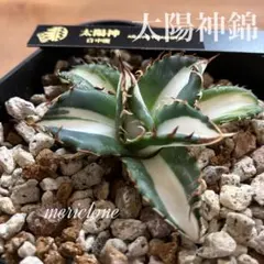 2026年最新】太陽神 アガベの人気アイテム - メルカリ