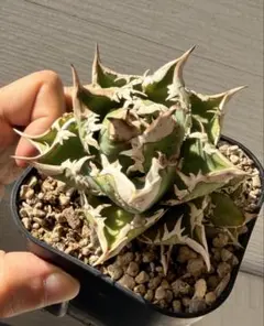 2026年最新】大白鯊 アガベの人気アイテム - メルカリ