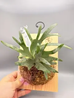 2026年最新】willinckii jewelの人気アイテム - メルカリ