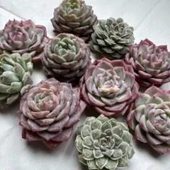 2026年最新】多肉植物 エケベリア セットの人気アイテム - メルカリ