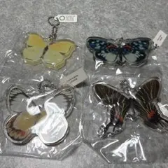 2026年最新】標本 シボリアゲハの人気アイテム - メルカリ