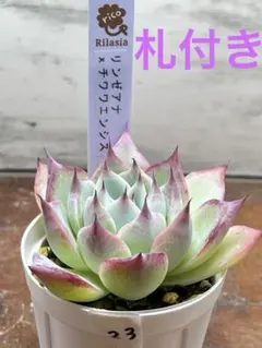 2026年最新】リンゼアナの人気アイテム - メルカリ