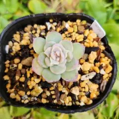 2026年最新】Miyaさん苗の人気アイテム - メルカリ