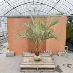 2026年最新】ココスヤシ シルバーの人気アイテム - メルカリ