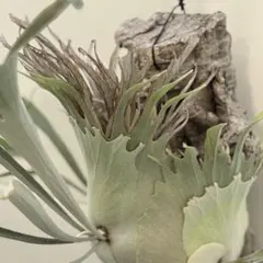 2026年最新】veitchii 2ndの人気アイテム - メルカリ