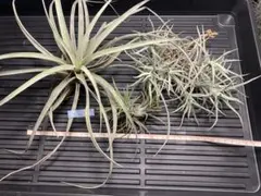 2026年最新】エアープランツ 希少の人気アイテム - メルカリ