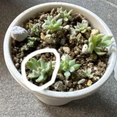 2026年最新】ザラゴーサspノバの人気アイテム - メルカリ