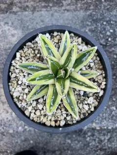 2026年最新】笹の雪 輝山の人気アイテム - メルカリ