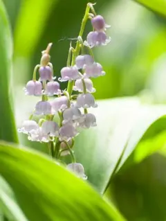 2026年最新】スズランの人気アイテム - メルカリ