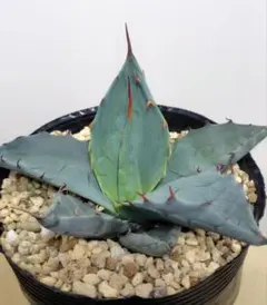 2026年最新】トランカータ 実生の人気アイテム - メルカリ