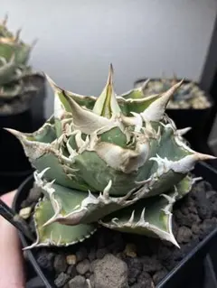 2026年最新】アガベ大白鯊の人気アイテム - メルカリ