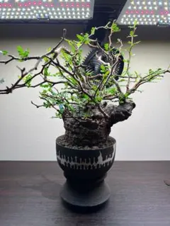 2026年最新】コミフォラの人気アイテム - メルカリ