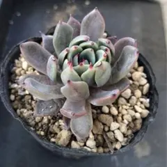 2026年最新】おらいさん苗赤鬼の人気アイテム - メルカリ