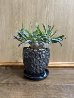 2026年最新】ユーフォルビア クリスパの人気アイテム - メルカリ